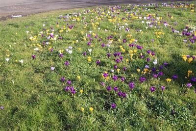 Crocus