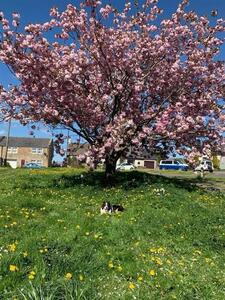 Spring Blossom
