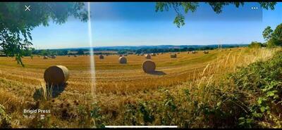 The view